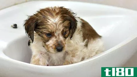 Image titled Bathe a Puppy for the First Time Step 11