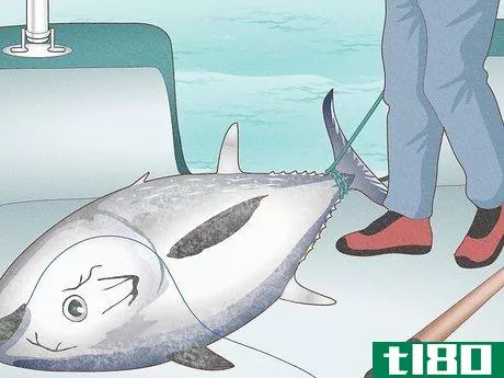 Image titled Catch Bluefin Tuna Step 16