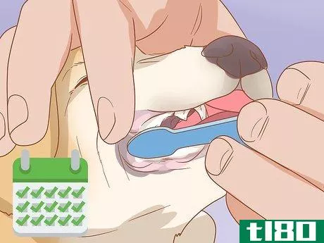 Image titled Care for Your Older Dog Step 5