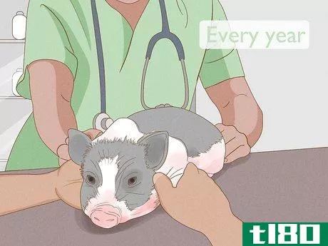 Image titled Care for a Miniature Potbellied Pig Step 13