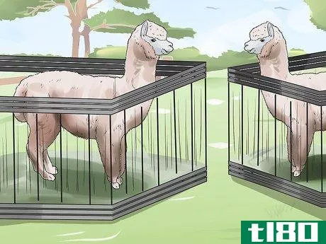Image titled Breed Alpacas Step 5
