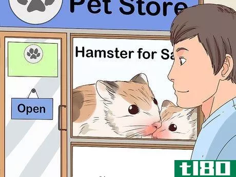 如何照顾仓鼠(care for a hamster)