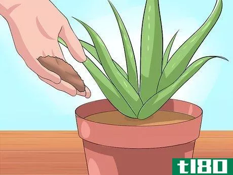 Image titled Care for Your Aloe Vera Plant Step 7