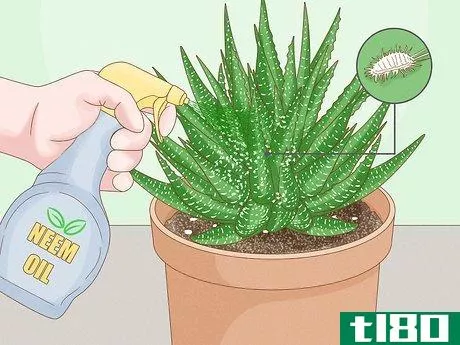 Image titled Care for a Zebra Succulent Step 11
