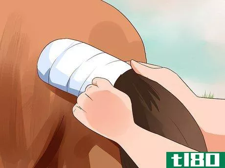 Image titled Apply a Horse Tail Bandage Step 5