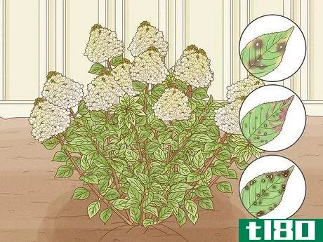 Image titled Care for Limelight Hydrangeas Step 20