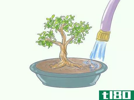 Image titled Care for Tiger Bark Ficus Bonsai Tree Step 7