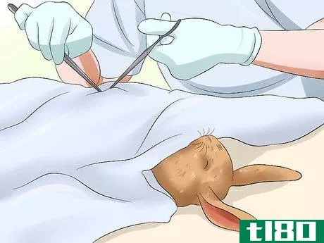 Image titled Care for Holland Lop Rabbits Step 17