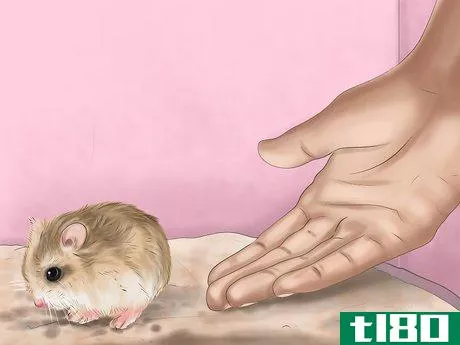Image titled Care for Roborovski Hamsters Step 23