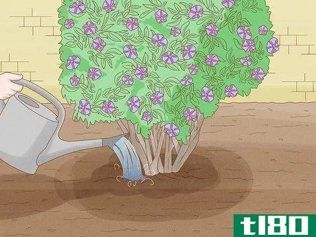 Image titled Care for a Purple Flower Potato Bush Step 5