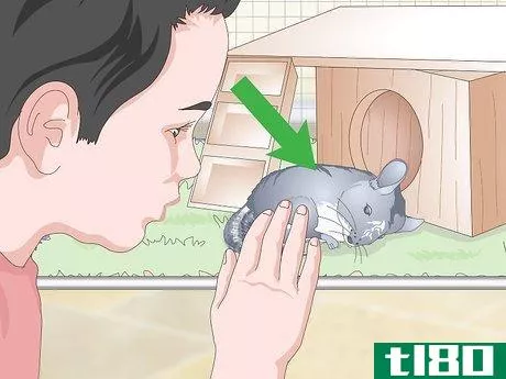 Image titled Care for Chinchillas Step 21