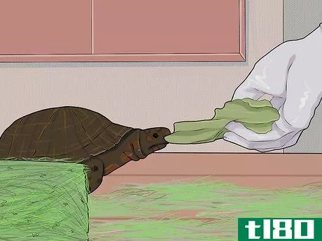 Image titled Care for a Hibernating Turtle Step 24