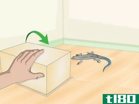 Image titled Catch a Blue Tailed Skink Step 17