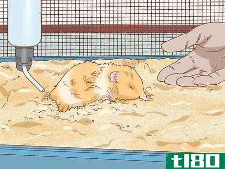 Image titled Care for Syrian Hamsters Step 18