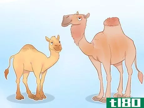 Image titled Buy a Camel Step 13