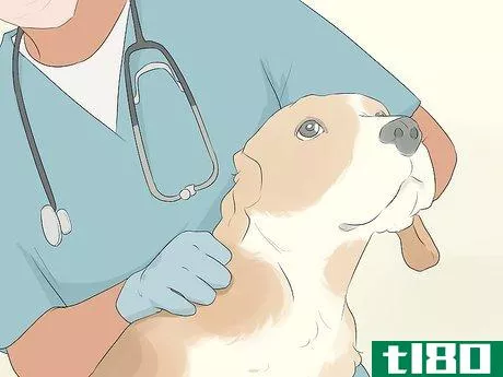 Image titled Care for Animals During the Coronavirus Outbreak Step 5