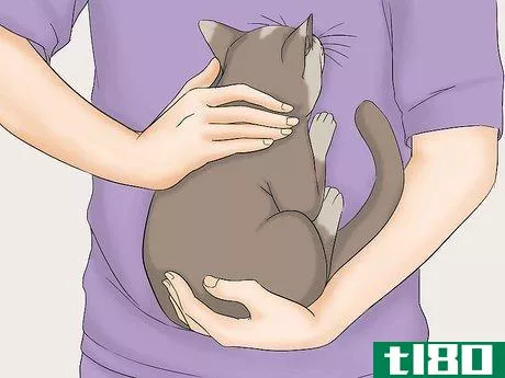 Image titled Avoid Losing Your Cat Step 15