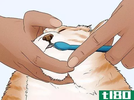 Image titled Care for an American Bobtail Cat Step 12
