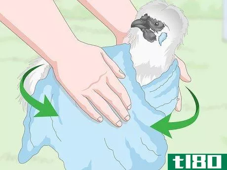 Image titled Care For Silkie Chickens Step 15