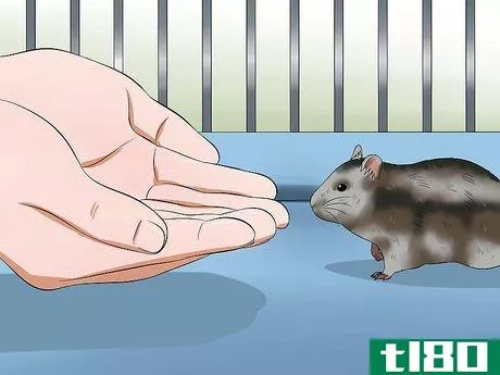 Image titled Care for a Russian Dwarf Hamster Step 17