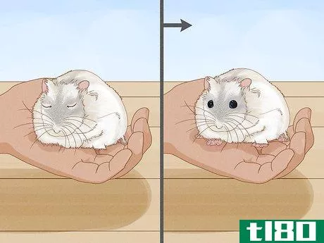 Image titled Carry a Hamster Step 3