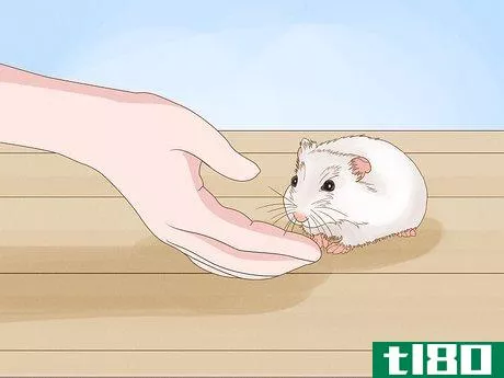 Image titled Carry a Hamster Step 2