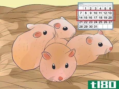 Image titled Breed Syrian Hamsters Step 27