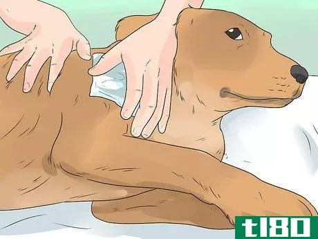Image titled Care for Your Gun Dog Step 13