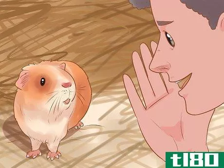 Image titled Bond With Your Guinea Pig Step 10