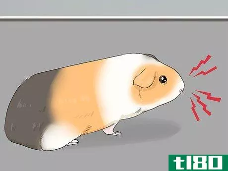 Image titled Avoid Scaring Your Guinea Pig Step 14
