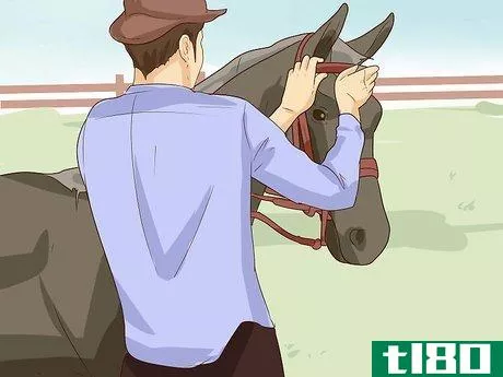 Image titled Break a Horse Step 10