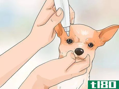Image titled Care for Your Chihuahua Step 8