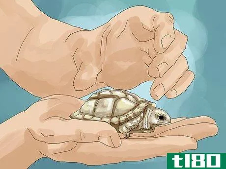 Image titled Care for a Tortoise Step 3