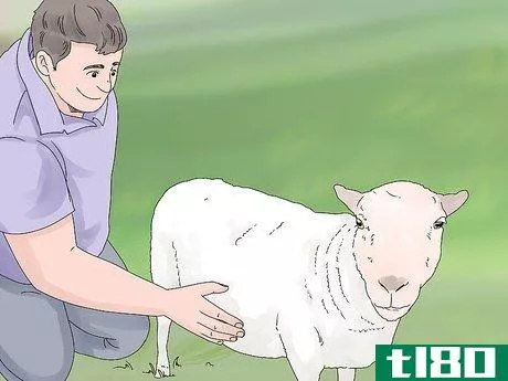 Image titled Breed Sheep Step 12