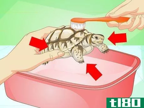 Image titled Bathe a Turtle Step 16