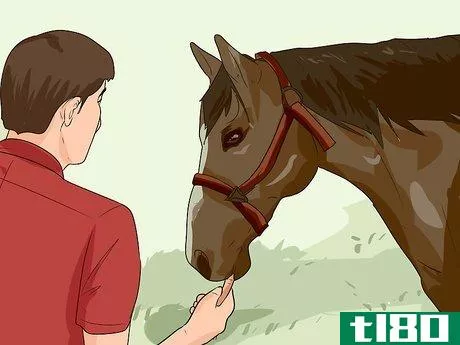 Image titled Break a Horse Step 5