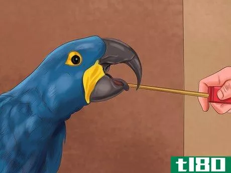Image titled Care for a Hyacinth Macaw Step 13