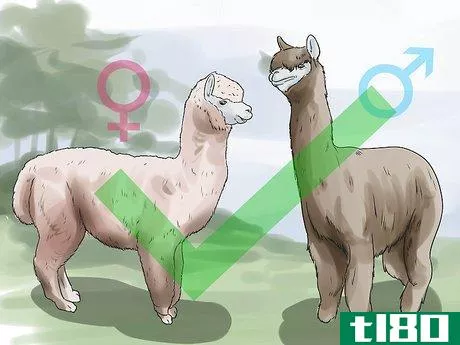 Image titled Breed Alpacas Step 4