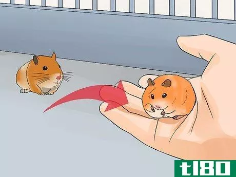 Image titled Breed Syrian Hamsters Step 13