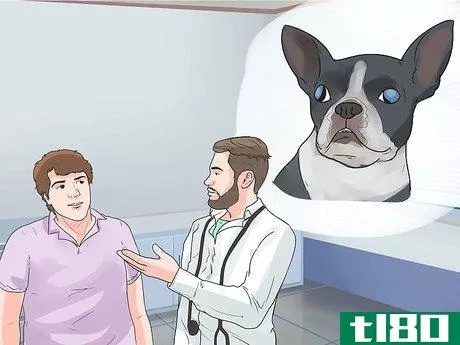 Image titled Care for a Boston Terrier Step 15