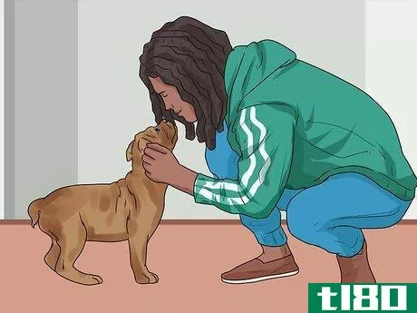 Image titled Stop a Boxer Dog from Biting Step 6