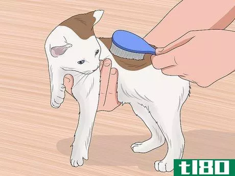Image titled Bathe a Kitten Step 3