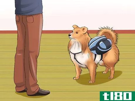 Image titled Care for Shelties Step 16