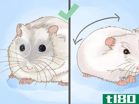 Image titled Breed Hamsters Step 3
