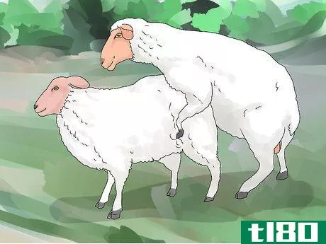 Image titled Breed Sheep Step 8