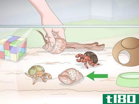 Image titled Care for Land Hermit Crabs Step 16