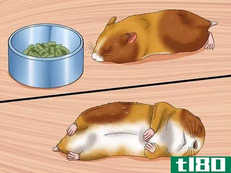 Image titled Care for a Hamster That Bites Step 4