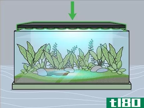 Image titled Grow Freshwater Aquarium Plants Step 6