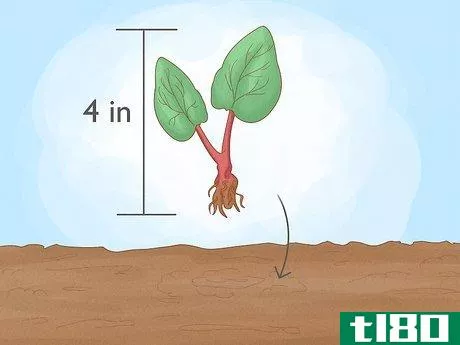 Image titled Buy Rhubarb Step 10