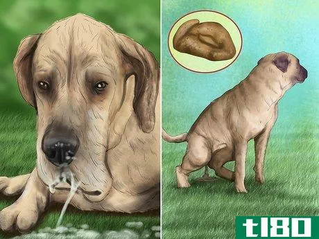 Image titled Avoid Poisoning Your Dog with Lawn Chemicals Step 11